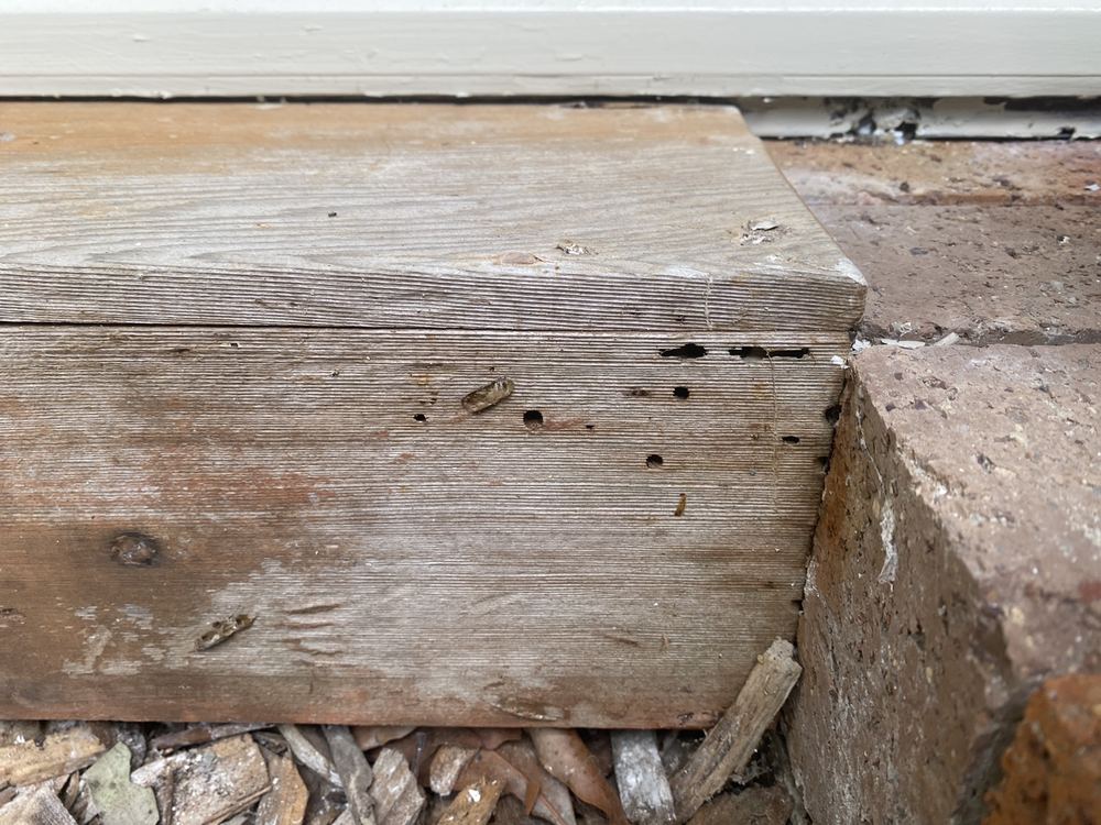 Furniture beetle borer holes in older softwood timber, found during a building and pest inspection in St Ives