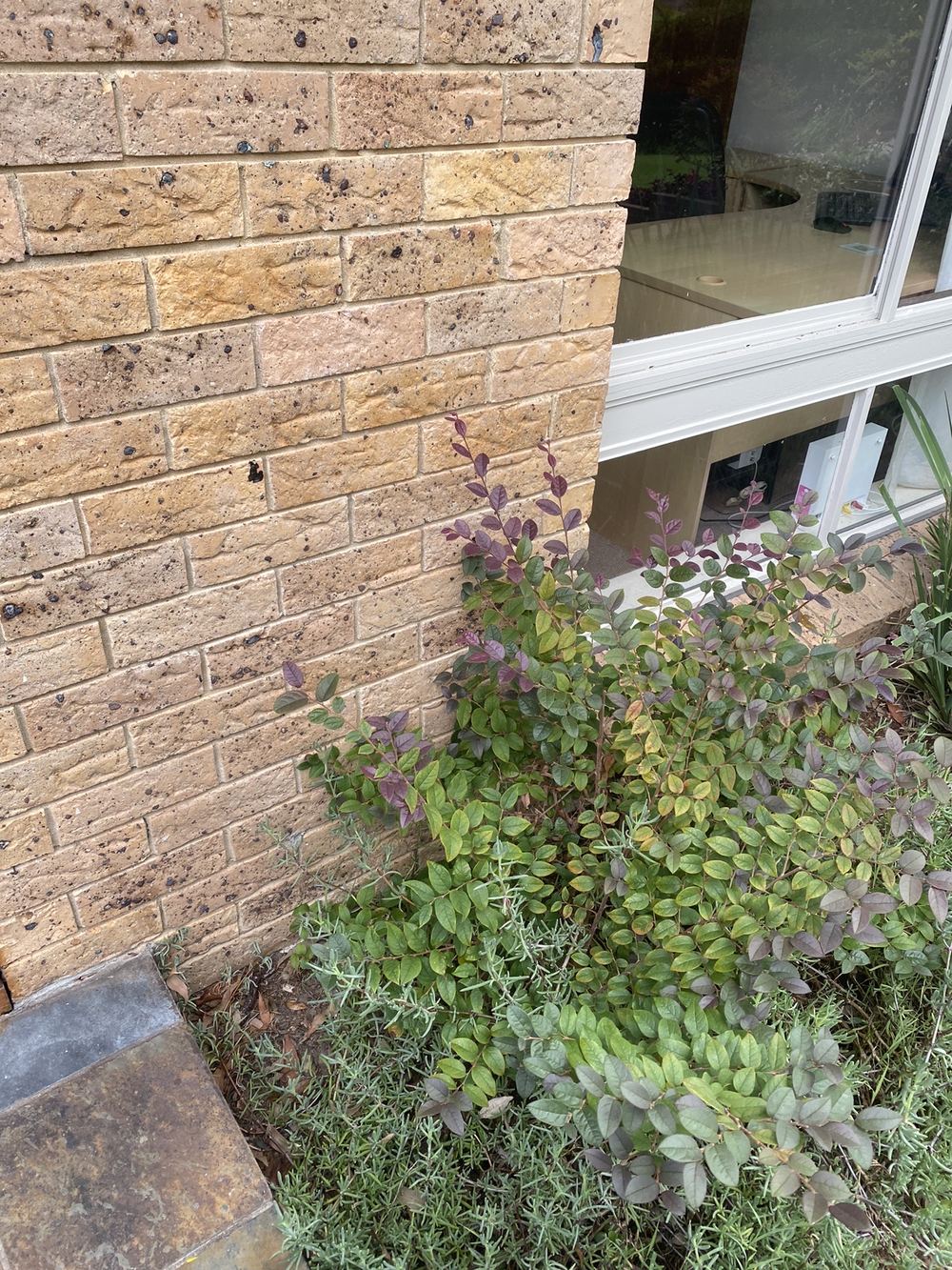 Garden soil built up against cladding, well under the 150mm clearance, found during a building and pest inspection in St Ives