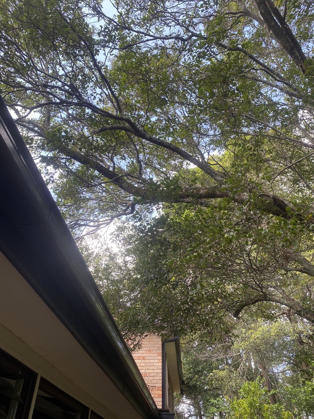 Trees overhanging the roof and dropping debris onto it, St Ives, Tallawong