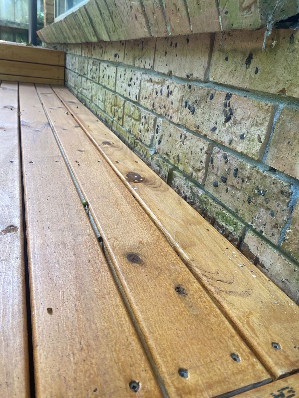 Damp walls and what they attract